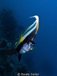 Bannerfish , taken with Canon G10 at El Quadim by Beate Seiler 
